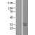 Western Blot: Kallikrein 15 Lysate [NBL1-12350] - Western Blot experiments. 
Left-Control; Right -Over-expression Lysate for KLK15